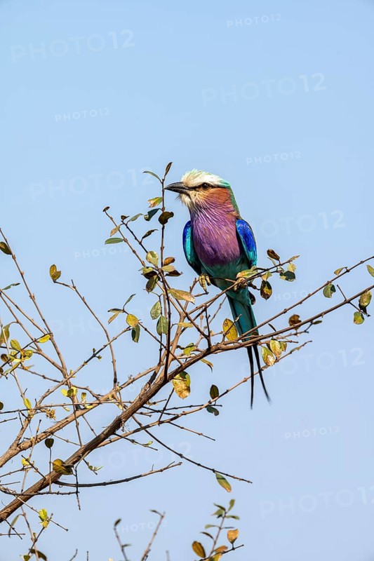 Lilac-breasted roller (Coracias caudatus) sitting on a branch in front of a blue sky, Kruger National Park, South Africa, Africa