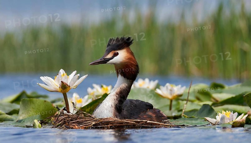 Ai generated, animal, animals, bird, birds, biotope, habitat, a, individual, swims, waters, reeds, water lilies, blue sky, foraging, wildlife, summer, seasons, great crested grebe (podiceps cristatus), breeds, nest