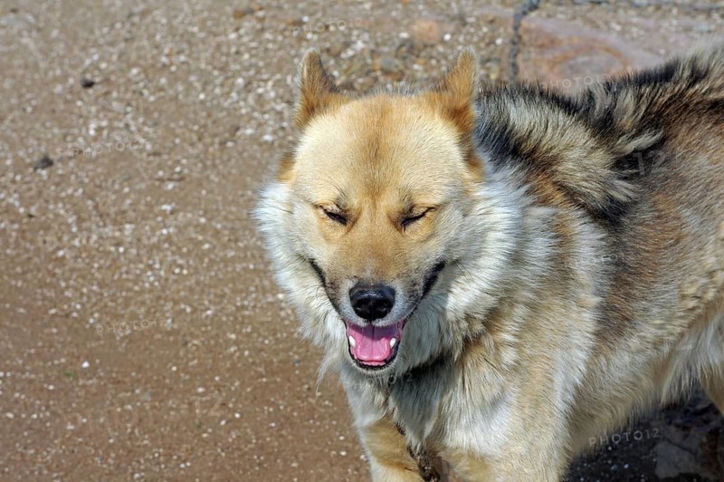 Sled dog with thick fur, Sisimuit, Greenland, Denmark, North America