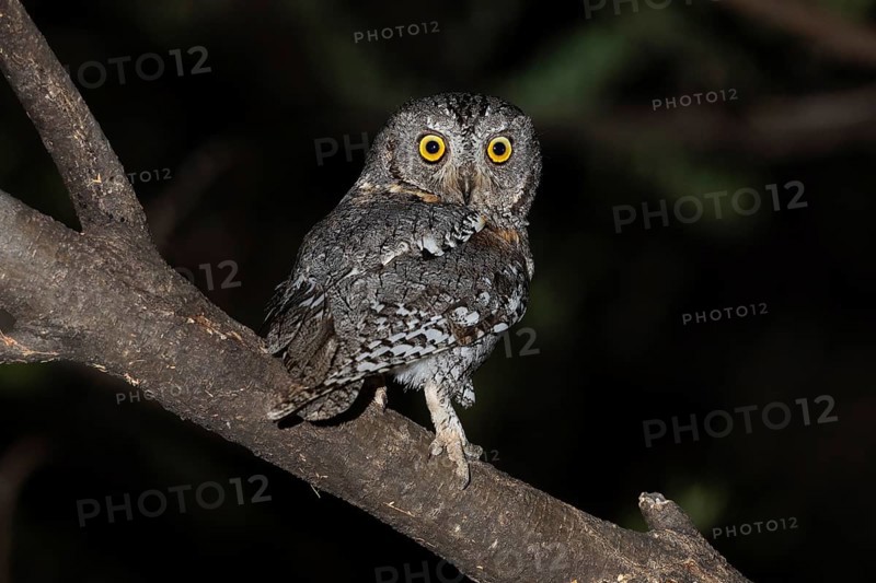 African scops owl (Otus senegalensis), Namibia, Africa