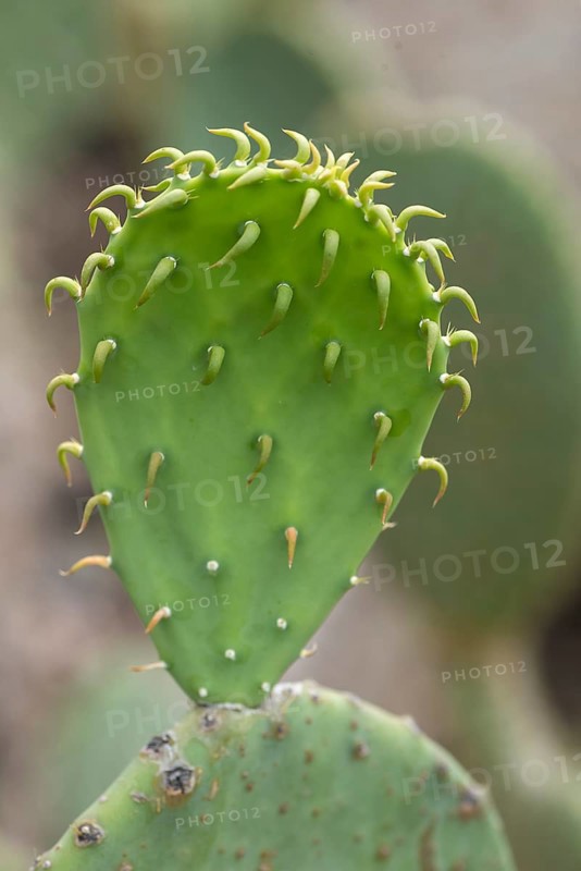 Leaf of a cactus pear (Opuntia ficus-indica), Botanical Garden, Erlangen, Middle Franconia, Bavaria, Germany, Europe