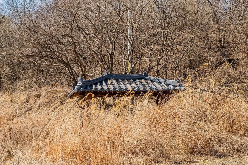Tiled roof of small picnic pavilion visible above tall winter grass in wilderness park
