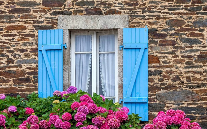 Window with blue shutters in a typical granite house, hydrangea bushes, Roscoff, Brittany, France, Europe