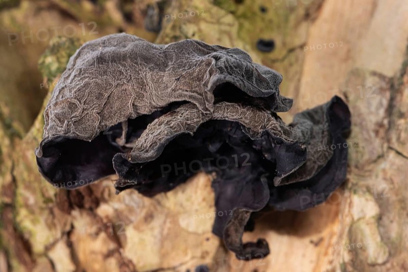 Judas ear three ear-shaped brown fruiting bodies next to each other on a tree trunk
