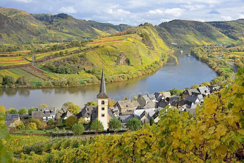 View over the wine village of Bremm am Calmont with St Laurentius Church, Moselle, Rhineland-Palatinate, Germany, Europe