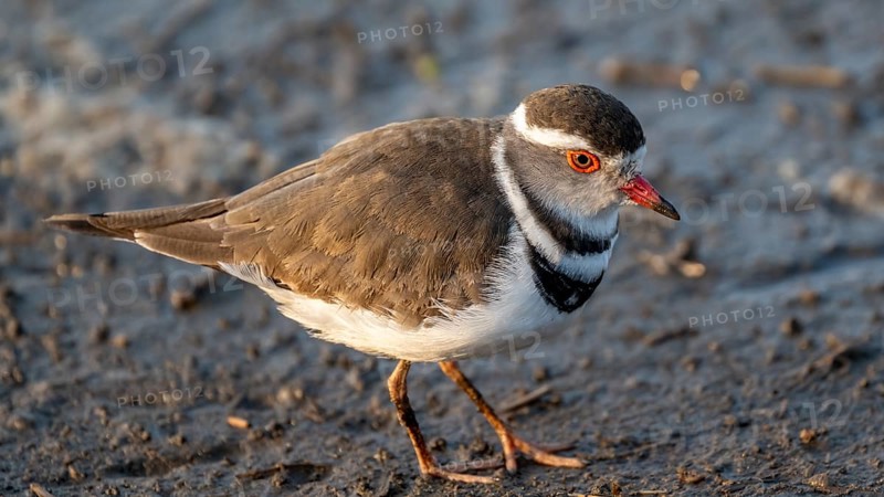 Three-banded plover (Charadrius tricollaris), Kruger National Park, South Africa, Africa
