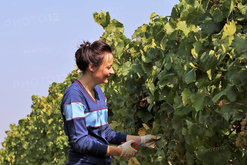 Symbolic image: Young woman hand-picking Chardonnay from the Norbert Gross winery in Meckenheim Pfalz (Bad Duerkheim district)