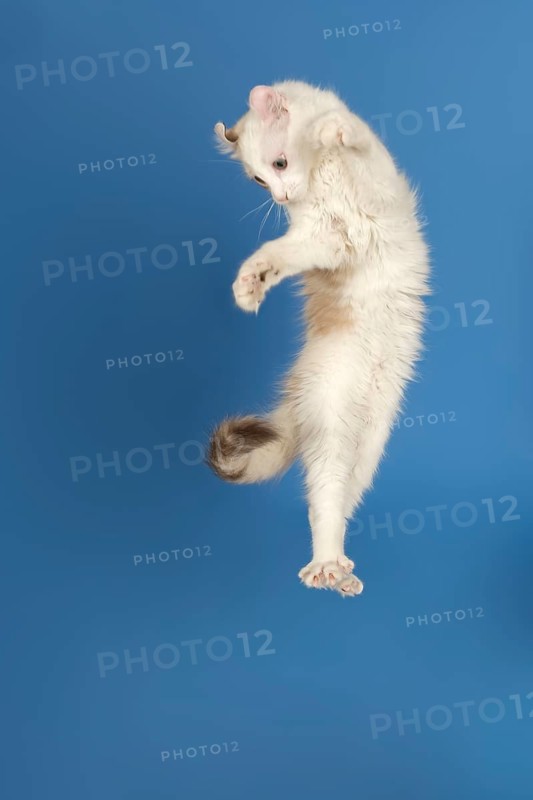 American-Curl kitten, age 17 weeks, colour seal torbie point with white, jumping, studio picture