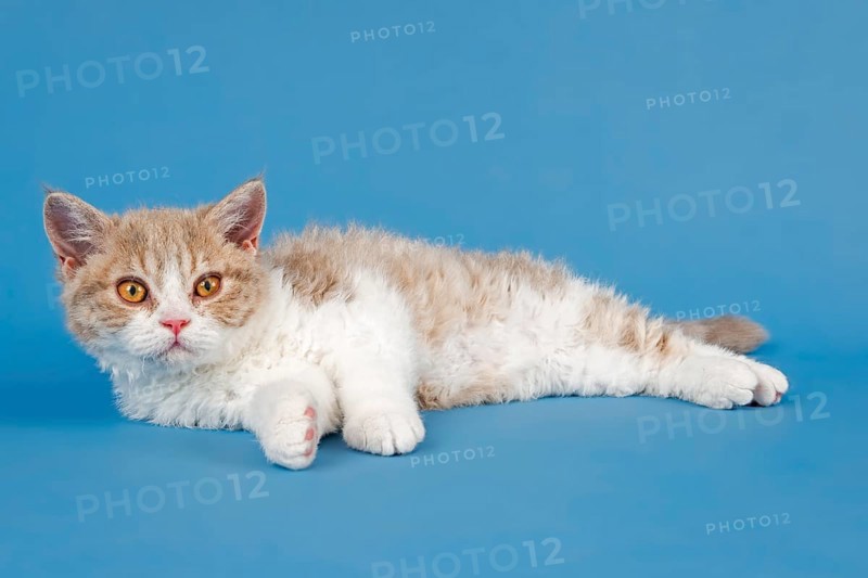 Pedigree cat Selkirk Rex, kitten, age 10 weeks, colour fawn tortie white, lying, studio photo