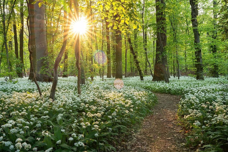 A path leads through a deciduous forest with white flowering ramson (Allium ursinum) in spring. Evening sun with sun star. Rhine-Neckar district, Baden-Wuerttemberg, Germany, Europe