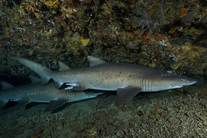 Sand tiger shark (Carcharias taurus) in its den. Dive site Protea Banks, Margate, KwaZulu Natal, South Africa, Africa