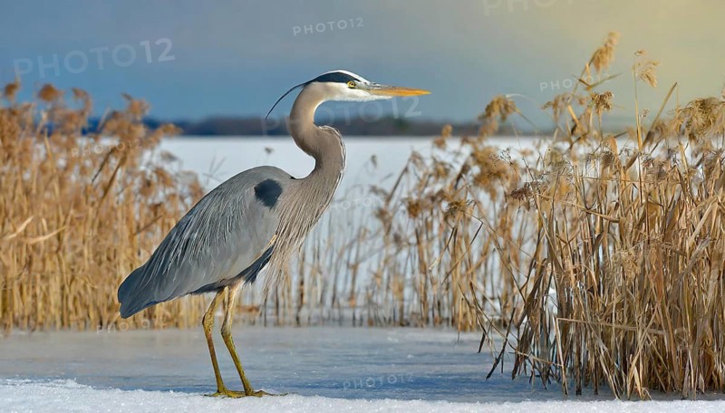 KI generated, animal, animals, bird, birds, biotope, habitat, one, individual, water, reed, winter, snow, blue sky, foraging, wildlife, seasons, heron, little blue heron (Egretta caerulea), Florida, Mexico, ice, Central America