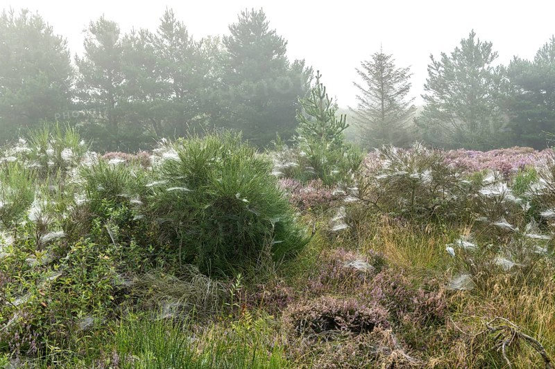 Early morning heath landscape in fog with spider webs and dew, Blabjerg Plantage, Henne Kirkeby, Syddanmark, Denmark, Europe