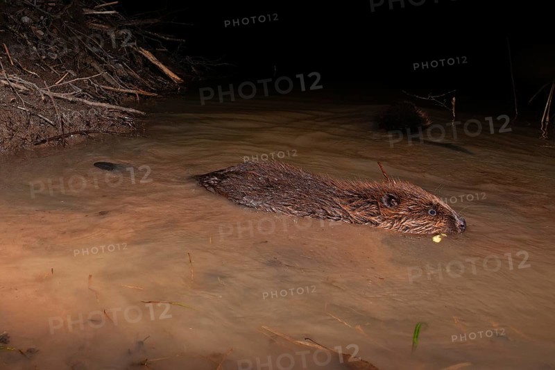 European beaver (Castor fiber) in the water at the Biberburg, Thuringia, Germany, Europe