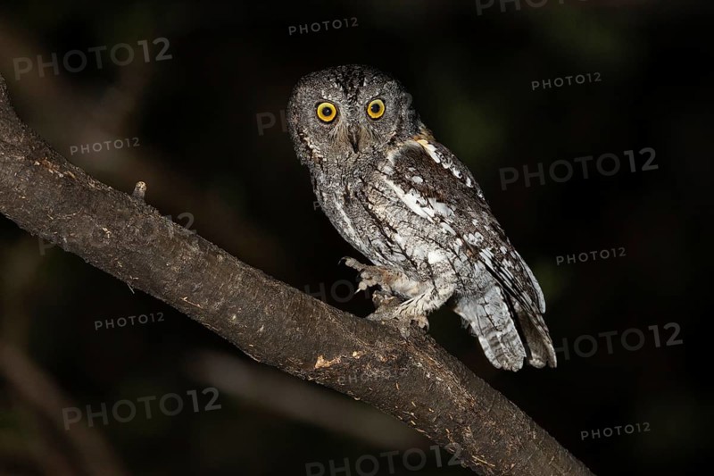 African scops owl (Otus senegalensis), Namibia, Africa