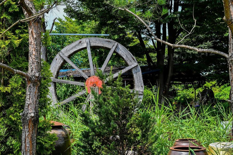 Closeup of wooden waterwheel in beautiful garden behind small evergreen tree in South Korea