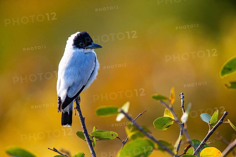 Black-crowned Tityra (Tityra inquisitor inquisitor) Pantanal Brazil