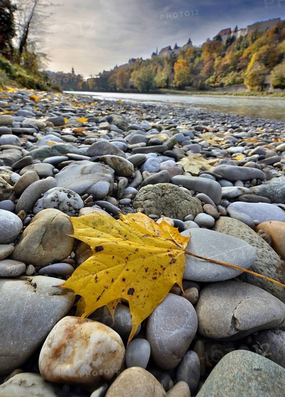 Yellow maple leaves lie on grey stones on the banks of a river in autumn, in the background a castle towers on a hill, Salzach, Burghausen, Upper Bavaria, Bavaria, Germany, Europe