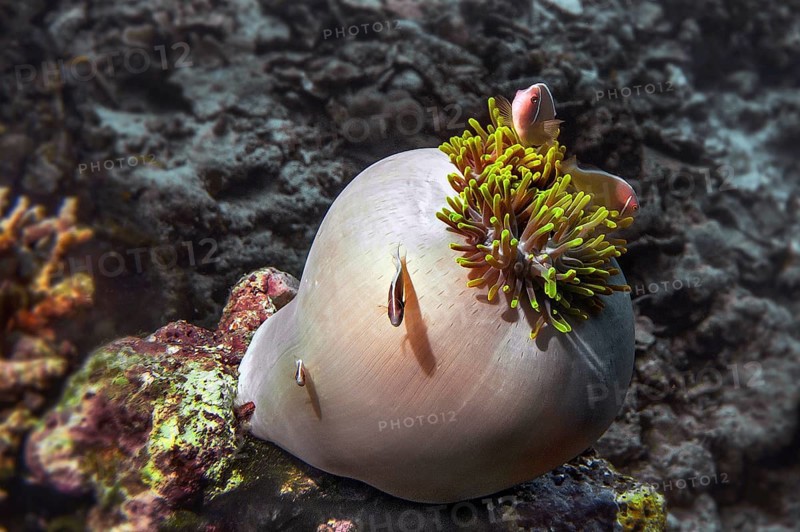 Pink anemonefish (Amphiprion perideraion) in magnificent sea anemone (Heteractis magnifica), Wakatobi Dive Resort, Sulawesi, Indonesia, Asia