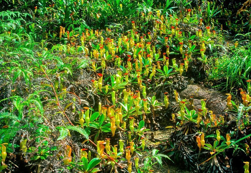 Seychelles, flora, pitcher plants, Africa