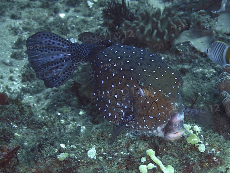 Yellow boxfish (Ostracion cubicus), dive site Sodwana Bay National Park, Maputaland Marine Reserve, KwaZulu Natal, South Africa, Africa