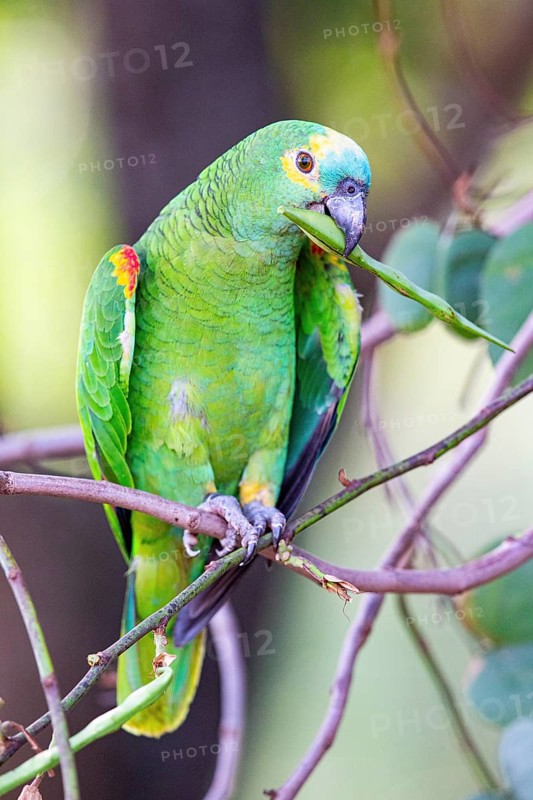 Blue-fronted Amazon (Amazona aestiva (Pantanal Brazil
