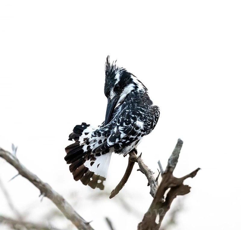 Pied kingfisher (Ceryle rudis) sitting on a branch, grooming its feathers, Kruger National Park, South Africa, Africa