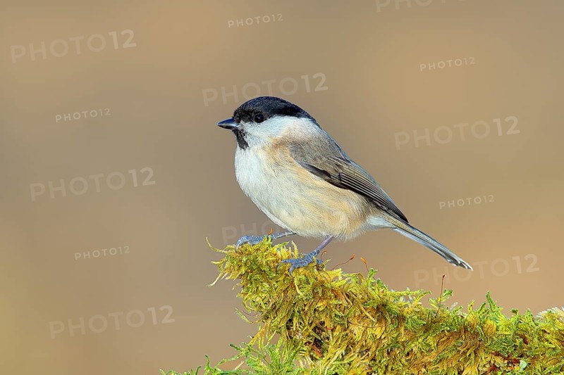 Marsh tit (Parus palustris) sitting on a branch covered with moss, Wildlife, Animals, Birds, Siegerland, North Rhine-Westphalia, Germany, Europe