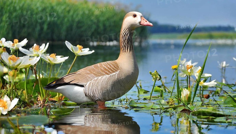 Ai generated, animal, animals, bird, birds, biotope, habitat, an, individual, swims, waters, reeds, water lilies, blue sky, foraging, wildlife, summer, seasons, greater white-fronted goose (Anser albifrons)