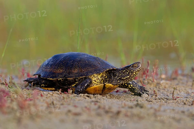 European pond turtle (Emys orbicularis), Danube Delta Biosphere Reserve, Romania, Europe