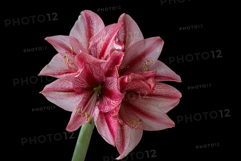 Blossom of a knight's star (Amarillis) on a black background, Bavaria, Germany, Europe