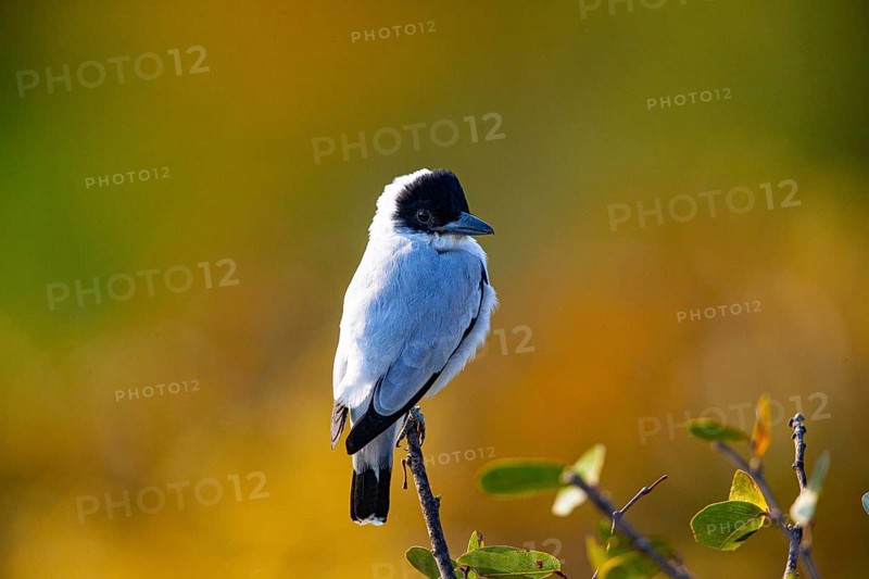 Black-crowned Tityra (Tityra inquisitor inquisitor) Pantanal Brazil