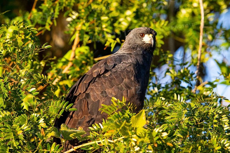 Black buzzard (Buteogallus urubutinga) Pantanal Brazil
