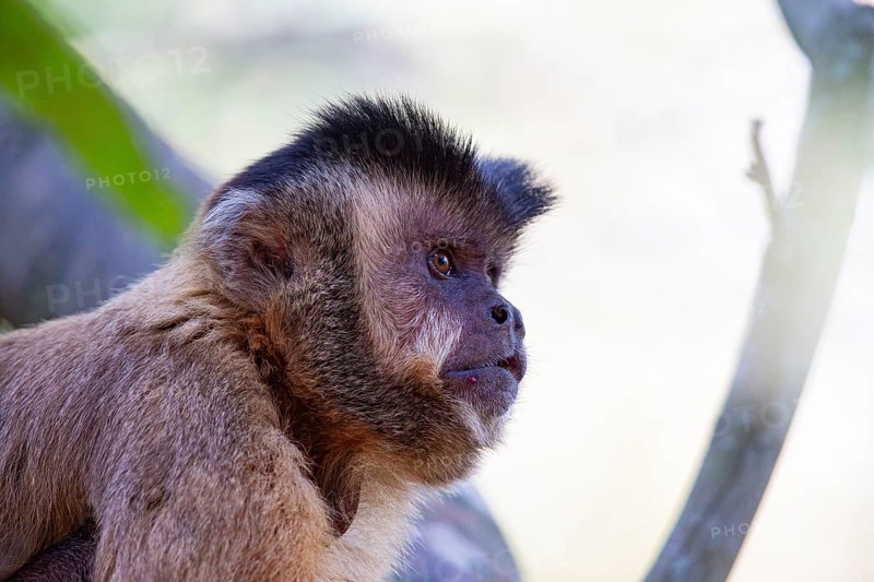 Crested capuchin (Cebus apella) Pantanal Brazil