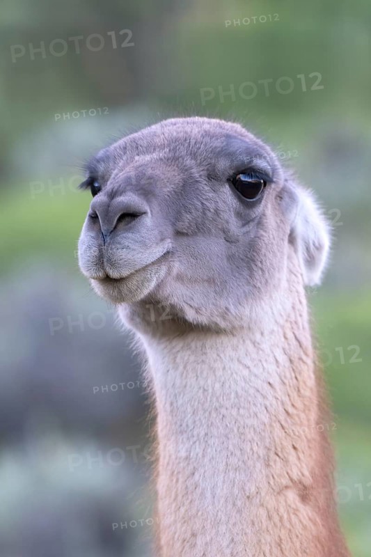 Guanaco (Llama guanicoe), Huanaco, adult, animal portrait, Torres del Paine National Park, Patagonia, end of the world, Chile, South America