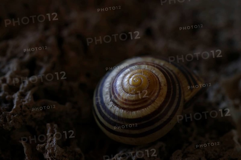 Small snail shell in shades of yellow and brown lies on a colour-matching background of tuff, Bavaria, Germany, Europe