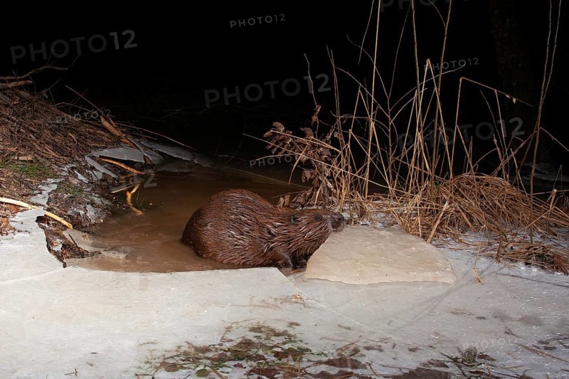 European beaver (Castor fiber) opens frozen access in winter at the beaver lodge, Thuringia, Germany, Europe
