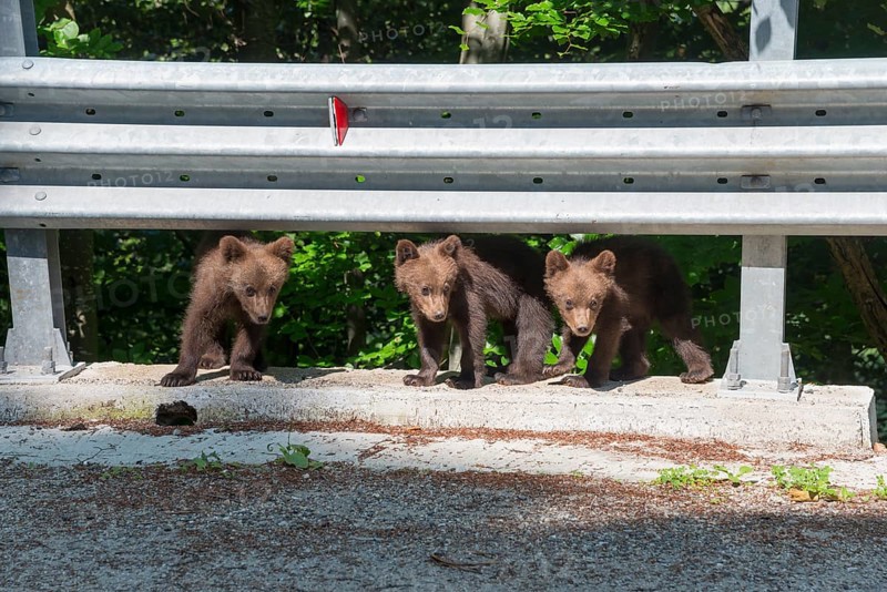 Three young brown bears curiously exploring a crash barrier at the roadside, European brown bear (Ursus arctos arctos), cubs, Transylvania, Carpathians, Romania, Europe