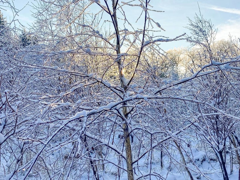 Young birch tree with ice-covered branches, black ice, Liederbach, Dillendorf, Rhineland-Palatinate, Germany, Europe