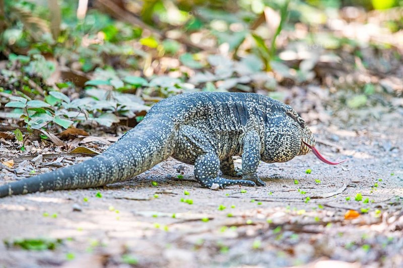 Gold tegu (Tupinambus teguixin) Pantanal Brazil