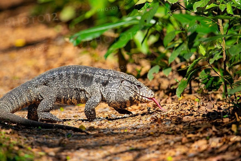 Gold tegu (Tupinambus teguixin) Pantanal Brazil