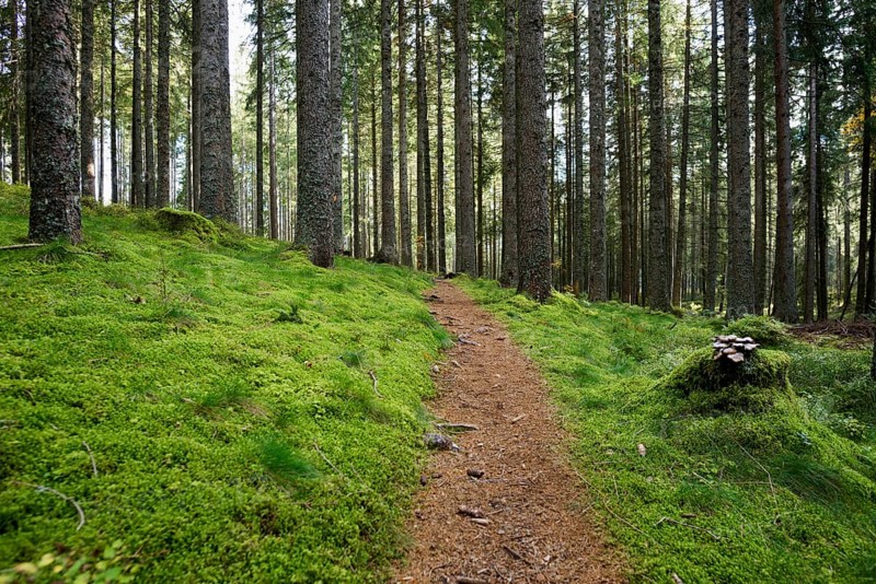 Spruce forest with moss and hiking trail, near Hinterzarten, Black Forest, Baden-Wuerttemberg, Germany, Europe