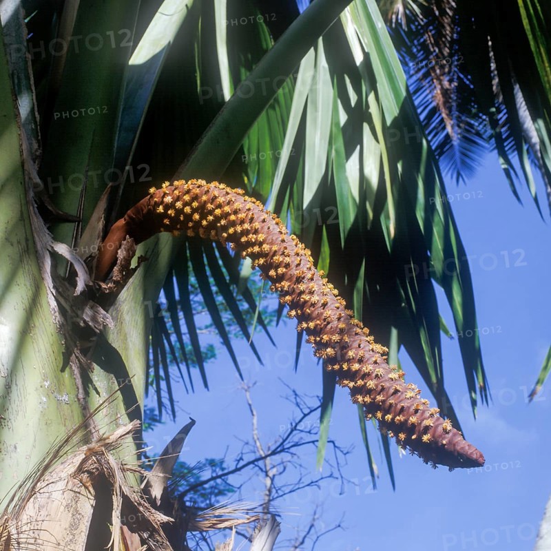 Seychelles, Praslin, Vallee de Mai, Coco de Mer male, Africa