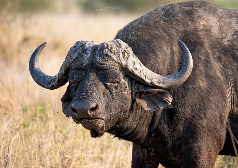 African buffalo (Syncerus caffer caffer) with grass in mouth, bull in African savannah, animal portrait, Kruger National Park, South Africa, Africa