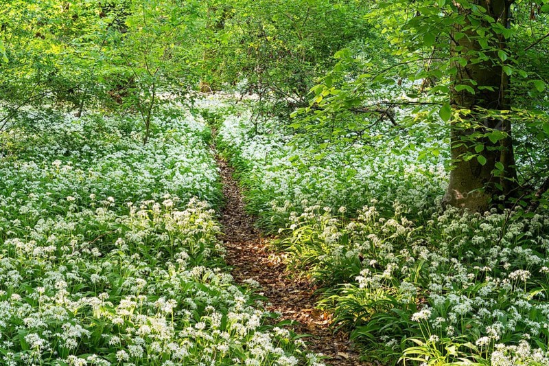 A path leads through a deciduous forest with white flowering ramson (Allium ursinum) in spring in the evening sun. Rhine-Neckar district, Baden-Wuerttemberg, Germany, Europe