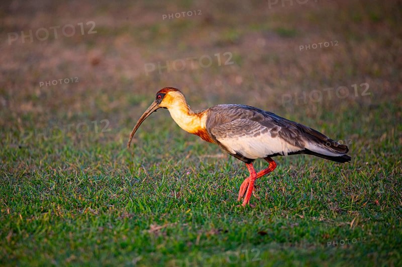 White-necked Ibis (Theristicus caudatus hyperorius) Pantanal Brazil