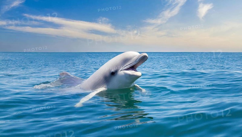 KI generated, animal, animals, mammal, mammals, biotope, habitat, one, individual, foraging, wildlife, beluga, beluga (Delphinapterus leucas) dolphin, dolphin, pilot whale, Arctic, skin bluish-white, cream-coloured, later white, carnivore, dolphin species, dolphin species