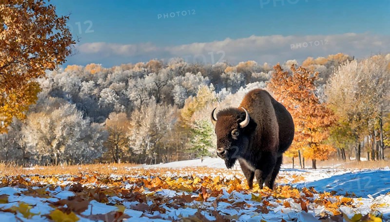 AI generated, animal, animals, mammal, mammals, biotope, habitat, one, individual, foraging, wildlife, bison, North America, Buffalo, wild cattle, (Bison bonasus), autumn, autumn leaves, early winter, snow