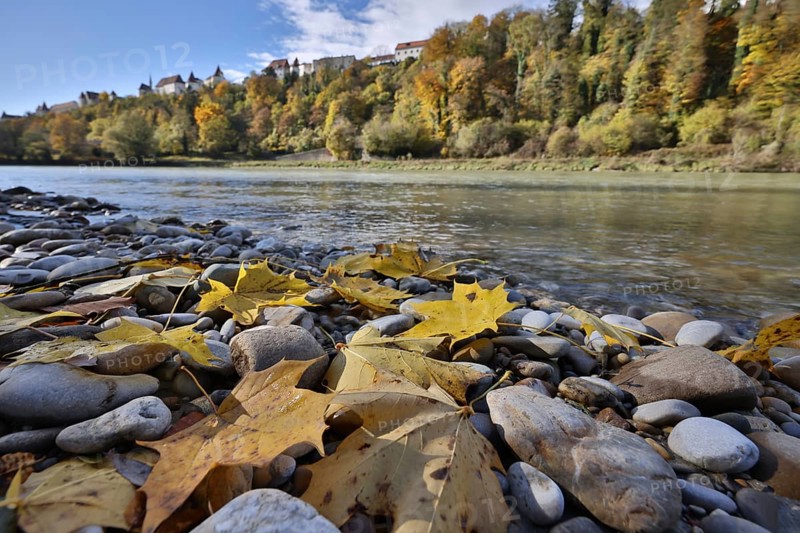 Yellow maple leaves lie on grey stones on the banks of a river in autumn, in the background a castle is enthroned on a wooded hill, Salzach, Burghausen, Upper Bavaria, Bavaria, Germany, Europe