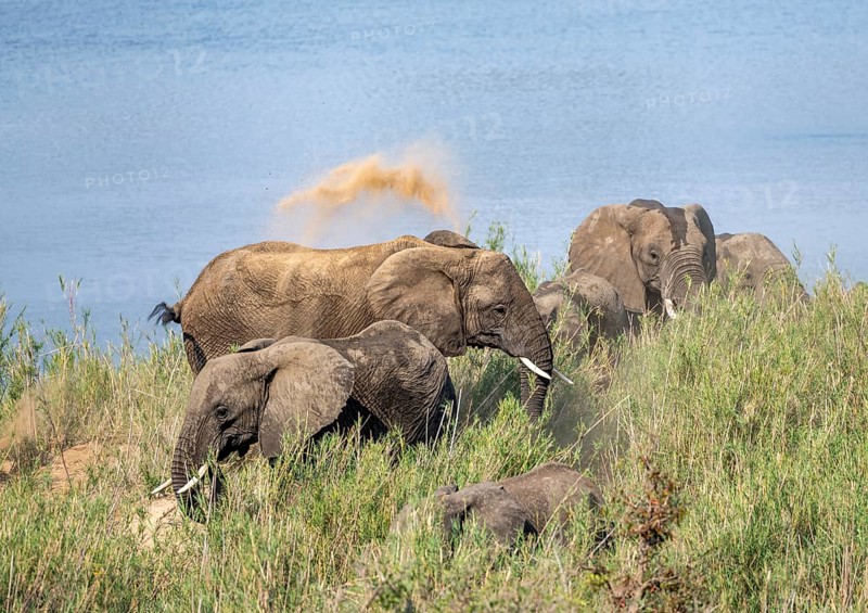 African elephants (Loxodonta africana), on the banks of the Sabie River, taking a dust bath, Kruger National Park, South Africa, Africa